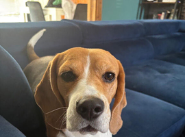 Beagle for rehome /Reserved/