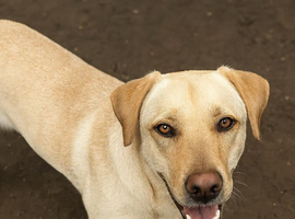 Milo 20 month old Labrador