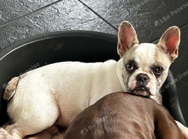 6m old pup needs home
