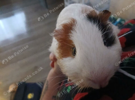 Female guinea pig + cage + food