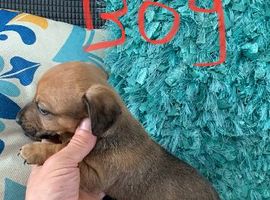 3/4 Jack Russel 1/4 dachshund puppies