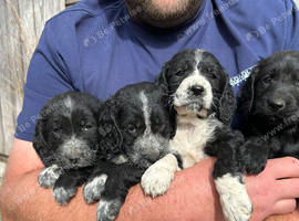 Cocker Spaniel x Irish Water Spaniel