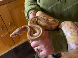 Royal python