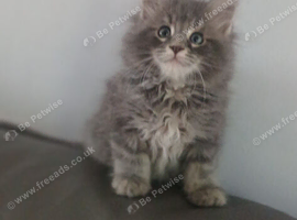 Maine coon kitten