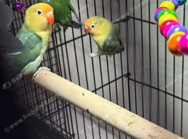 Baby lovebirds
