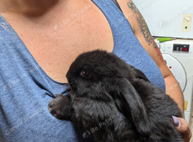 Mini lop kits, does and bucks
