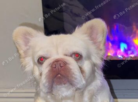 French bulldog full fluffy boy carries pink gene