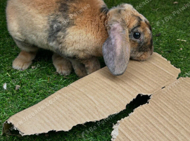 Mini plush lop