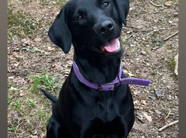 KC registered Black Lab pups