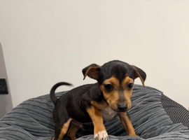 Traditional print Jack Russel boy puppy