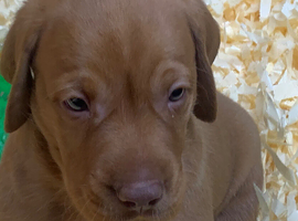 KC reg  Hungarian Vizslas