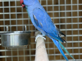 Ringneck