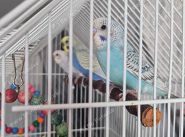 Over 12wks Budgies