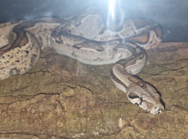 Columbian boa for sale