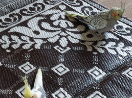 Pair of bonded SUPER TAME Cockatiels