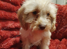 Miniature Labradoodle Litter