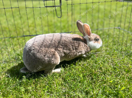 Mini Rex girl