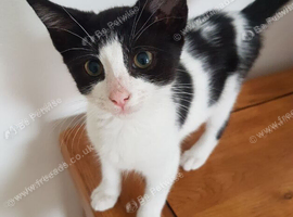Lovely 3‑month‑old female kitten &ndash; ready now.