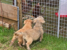 Two Glen of amaal Terriers pups