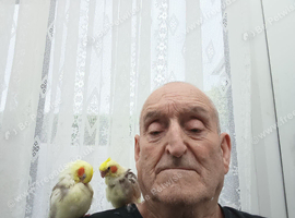 Hand.Reared.COCKATIELS