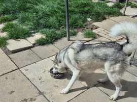 Max up for stud.