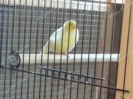 MALE CANARIES