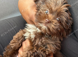 Brownie