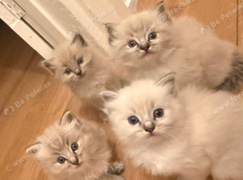 4 gorgeous ragdoll kittens