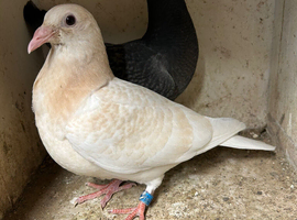 Coloured racing pigeons