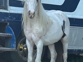 Very special pony looking for a very special home
