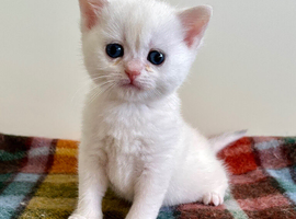 Copper Silver  British Shorthair  Male