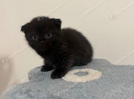 Ragdoll Cross x BSH/Scottish Fold Kitten