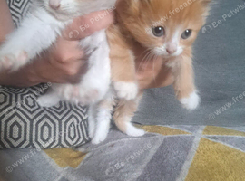 4 beautiful long fur kittens