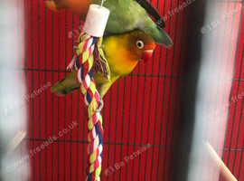 pair of love birds with cage
