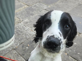 3 year old male springer spaniel