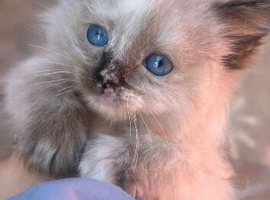 Female 14week olD ragdoll kitten