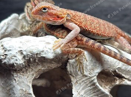 Bearded Dragons