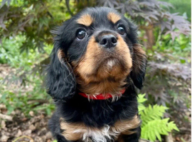 Quality Cavalier King Charles puppy