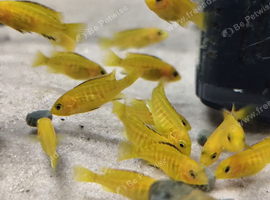 Malawi cichlid electric yellow labs Mbuna