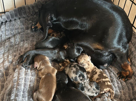 8 Adorable Sausage Pups Ready for Their Forever Homes