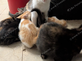 Mixed breed farm kittens for sale