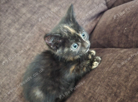 2 beautiful kittens looking for forever homes