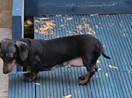 Miniature dachshund bitch