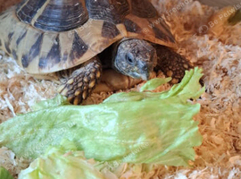 Girl Herman tortoise 10year old.