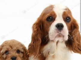 Cavapoo pups