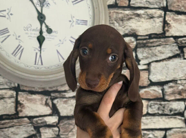 One chocolate boy 9 weeks old