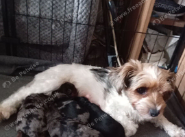 Biewer yorkie pups three merle and one black and tan