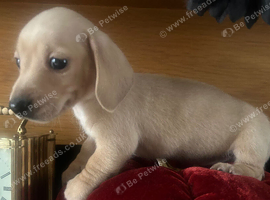 5 beautiful mini dachshunds stunning colours