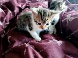 White and tabby kittens