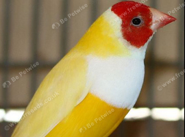 Yellow gouldian finches (wanted)